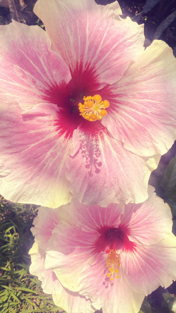 Pink Hibiscus